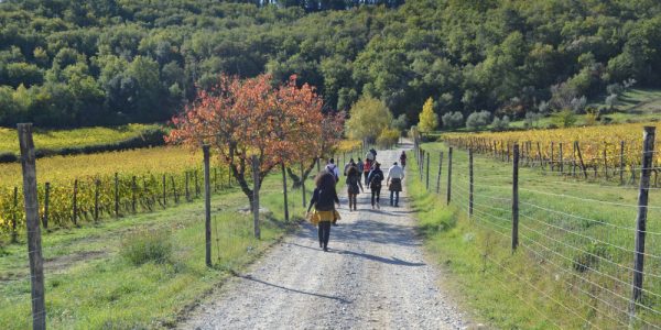Laboratorio Green Counseling